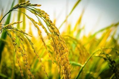 稻谷種植戶請注意 2019年病蟲害偏重發生風險預警